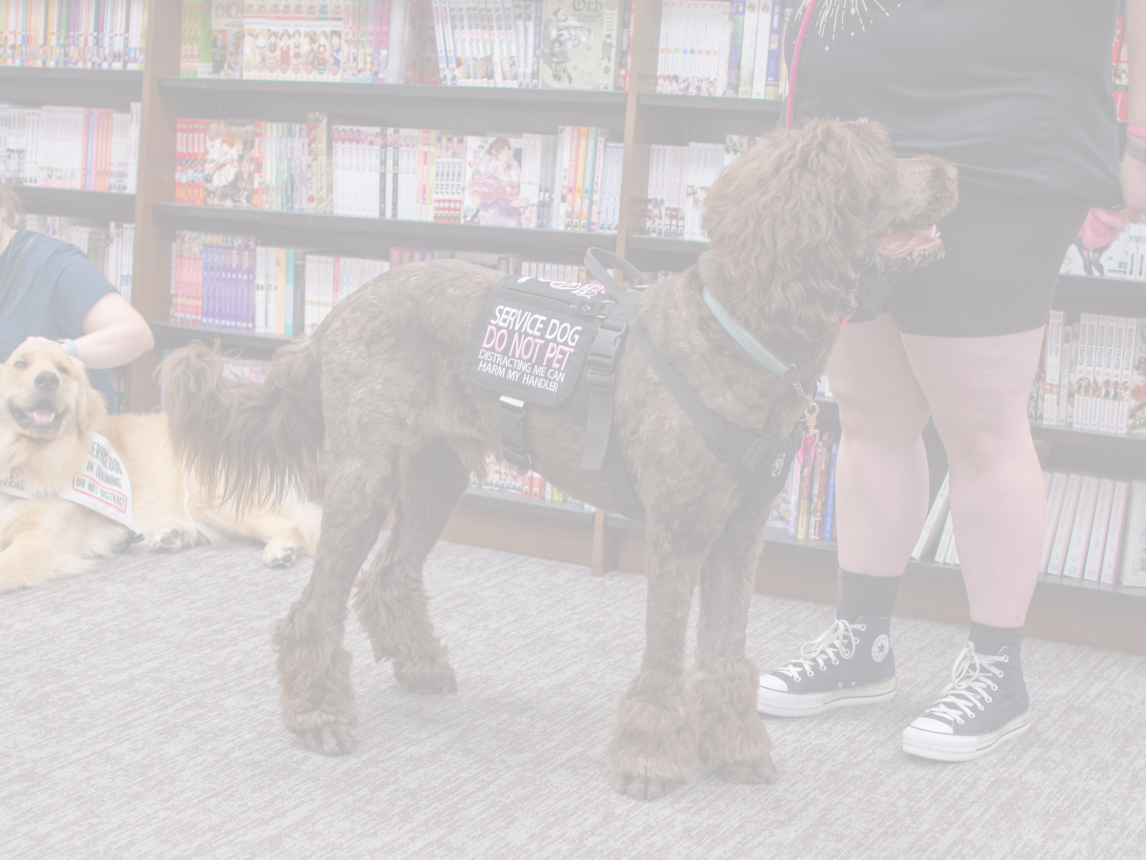 Large brown dog wearing a service dog vest in a library setting